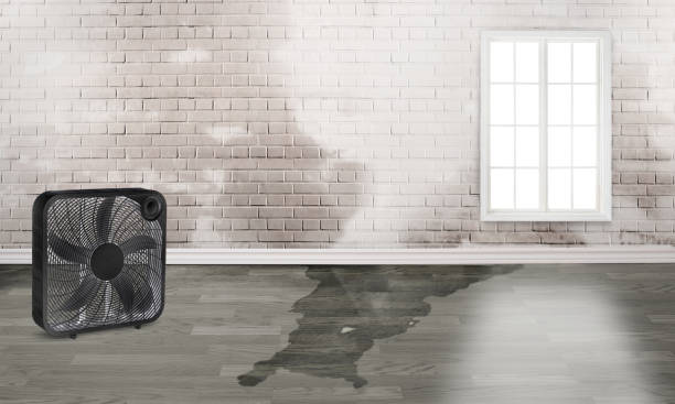 Best Water damage restoration near me  in Flatwoods, KY